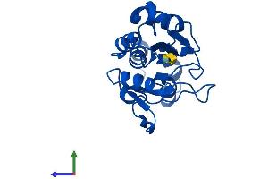 AlphaFold protein structure predicition of Mouse Recombinant Nt5c Protein, UniprotID Q9JM14