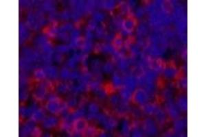 Immunofluorescence analysis of Rat spleen tissue using ERBB2 Monoclonal Antibody at dilution of 1:200. (ErbB2/Her2 anticorps)