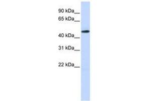 Image no. 1 for anti-TEA Domain Family Member 2 (TEAD2) (N-Term) antibody (ABIN6740543) (TEAD2 anticorps  (N-Term))