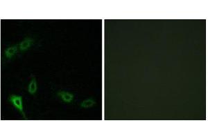 Immunofluorescence (IF) image for anti-MAP/microtubule Affinity-Regulating Kinase 2 (MARK2) (N-Term) antibody (ABIN1849722) (MARK2 anticorps  (N-Term))