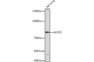 Western blot analysis of extracts of Rat lung, using  Rabbit mAb (ABIN3016894, ABIN3016895, ABIN3016896, ABIN1679361 and ABIN1679362) at 1:1000 dilution. (ALOX5 anticorps)