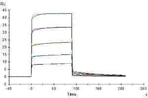OKT3 captured on CM5 Chip via Protein A can bind Mouse Fc gamma RIIB, His Tag with an affinity constant of 0.