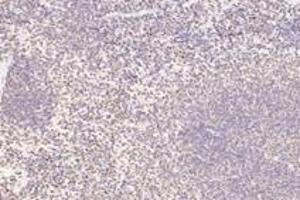 Immunohistochemistry analysis of paraffin-embedded mouse spleen using,APRIL (ABIN7072887) at dilution of 1: 1200