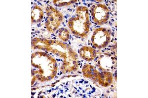 Immunohistochemical analysis of paraffin-embedded H.