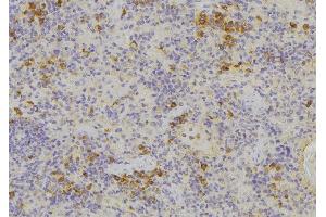 ABIN6276669 at 1/100 staining Human lymph node tissue by IHC-P. (MIF anticorps  (C-Term))