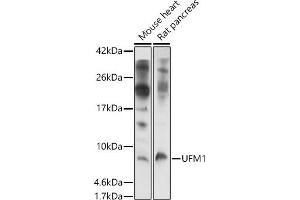 Western blot analysis of extracts of various cell lines, using UFM1 antibody (ABIN7271184) at 1:1000 dilution. (UFM1 anticorps  (AA 1-85))