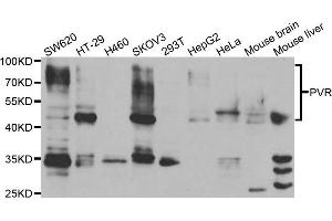 Western blot analysis of extracts of various cell lines, using PVR antibody. (Poliovirus Receptor anticorps)