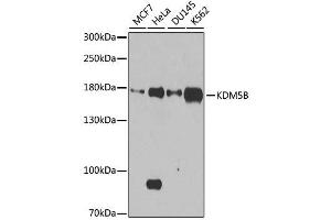 Western blot analysis of extracts of various cell lines, using KDM5B antibody. (KDM5B anticorps  (AA 784-883))