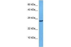 Host:  Rabbit  Target Name:  APOBEC3F  Sample Tissue:  Human 293T Whole Cell  Antibody Dilution:  1ug/ml