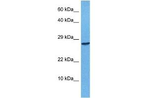 Host:  Rabbit  Target Name:  APOBEC3F  Sample Tissue:  Human 293T Whole Cell  Antibody Dilution:  1ug/ml (APOBEC3F anticorps  (N-Term))