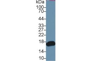 Detection of RBP2 in Mouse Small intestine lysate using Polyclonal Antibody to Retinol Binding Protein 2, Cellular (RBP2)