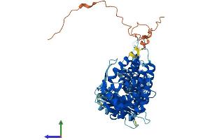 AlphaFold protein structure predicition of Human Recombinant CCT8L2 Protein, UniprotID Q96SF2