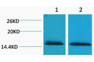 Western Blotting (WB) image for anti-Histone H2B (3meLys43) antibody (ABIN3178816) (Histone H2B anticorps  (3meLys43))