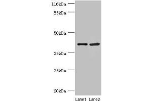 Western blot All lanes: NUDCD3 antibody at 5 μg/mL Lane 1: 293T whole cell lysate Lane 2: Hela whole cell lysate Secondary Goat polyclonal to rabbit IgG at 1/10000 dilution Predicted band size: 41 kDa Observed band size: 41 kDa (NUDCD3 anticorps  (AA 142-361))
