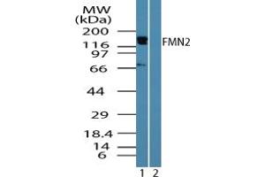 Image no. 1 for anti-Formin 2 (FMN2) (AA 657-674) antibody (ABIN960173)
