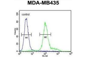 Flow cytometric analysis of MDA-MB435 cells (right histogram) compared to a negative control cell (left histogram) using IL12RB2  Antibody (C-term),  followed by FITC-conjugated goat-anti-rabbit secondary antibodies.