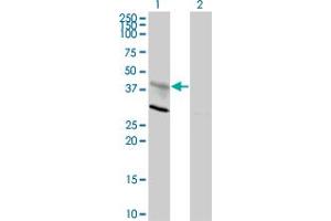 Western Blot analysis of CXCR4 expression in transfected 293T cell line by CXCR4 monoclonal antibody (M01), clone 2H5. (CXCR4 anticorps  (AA 1-46))