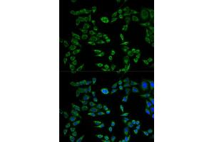 Immunofluorescence (IF) image for anti-VAMP (Vesicle-Associated Membrane Protein)-Associated Protein B and C (VAPB) antibody (ABIN1876551) (VAPB anticorps)