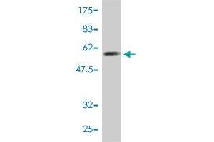 Western Blot detection against Immunogen (54.