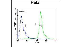 Flow cytometric analysis of Hela cells (right histogram) compared to a negative control cell (left histogram). (PNPLA8 anticorps  (N-Term))