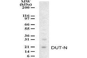 Western Blotting (WB) image for anti-Deoxyuridine Triphosphatase (DUT) (AA 25-44) antibody (ABIN232967) (Deoxyuridine Triphosphatase (DUT) (AA 25-44) anticorps)