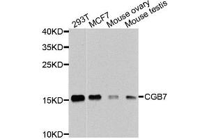 Western blot analysis of extracts of various cells, using CGB7 antibody. (CGB7 anticorps)