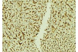 ABIN6273770 at 1/100 staining Mouse liver tissue by IHC-P. (NRIP1 anticorps  (C-Term))
