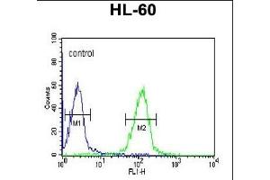HLA-DRA Antibody (C-term) (ABIN390771 and ABIN2841029) flow cytometric analysis of HL-60 cells (right histogram) compared to a negative control cell (left histogram). (HLA-DRA anticorps  (C-Term))