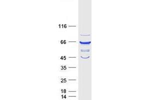 Validation with Western Blot (VPS45 Protein (Myc-DYKDDDDK Tag))