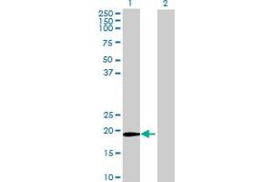 Western Blot analysis of ZFAND1 expression in transfected 293T cell line by ZFAND1 MaxPab polyclonal antibody.