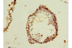 Immunohistochemistry of paraffin-embedded human testis tissue using ABIN7150185 at dilution of 1:100