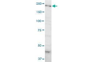 DOCK4 monoclonal antibody (M01A), clone 3E7. (DOCK4 anticorps  (AA 1867-1966))