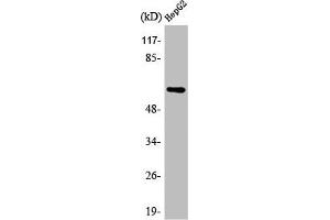Western Blot analysis of HepG2 cells using AR α2C Polyclonal Antibody (ADRA2C anticorps  (C-Term))