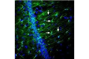 Expression of Nectin-2 in rat hippocampus - Immunohistochemical staining of perfusion-fixed frozen rat brain sections using Anti-Nectin-2/PVRL2 (extracellular) Antibody (ABIN7043340, ABIN7044694 and ABIN7044695), (1:600), followed by goat-anti-rabbit-AleaxaFluor-488.