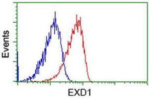 Image no. 2 for anti-Exonuclease 3'-5' Domain Containing 1 (EXD1) antibody (ABIN1498134) (EXD1 anticorps)