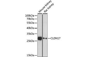 Western blot analysis of extracts of various cell lines, using CLDN17 antibody (ABIN7266407) at 1:1000 dilution. (Claudin 17 anticorps  (C-Term))