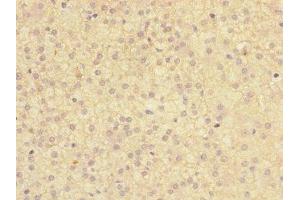 Immunohistochemistry of paraffin-embedded human adrenal gland tissue using ABIN7172973 at dilution of 1:100 (TMED1 anticorps  (AA 24-194))