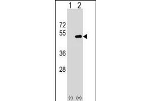 Western blot analysis of FNTA (arrow) using rabbit polyclonal FNTA Antibody (N-term) (ABIN1539445 and ABIN2849550).