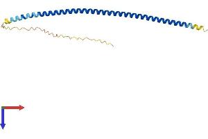 AlphaFold protein structure predicition of Human Recombinant FAM9B Protein, UniprotID Q8IZU0