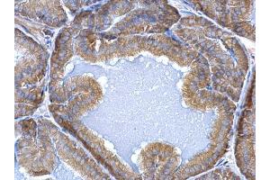 IHC-P Image ERP29 antibody detects ERP29 protein at cytosol on mouse prostate by immunohistochemical analysis. (ERP29 anticorps)