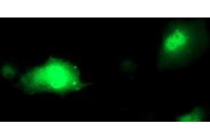 Anti-PDXK mouse monoclonal antibody (ABIN2454646) immunofluorescent staining of COS7 cells transiently transfected by pCMV6-ENTRY PDXK (RC200975). (PDXK anticorps)
