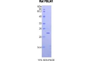 SDS-PAGE of Protein Standard from the Kit (Highly purified E.