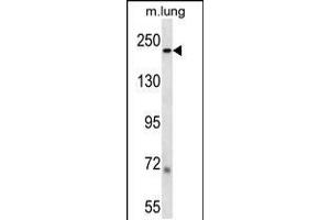 LB1 Antibody (C-term) (ABIN657904 and ABIN2846855) western blot analysis in mouse lung tissue lysates (35 μg/lane). (Laminin beta 1 anticorps  (C-Term))
