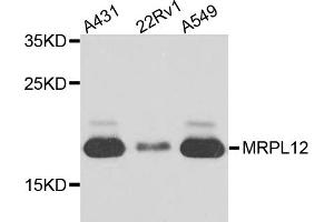 Western blot analysis of extracts of various cell lines, using MRPL12 antibody (ABIN5974554) at 1/1000 dilution. (MRPL12 anticorps)