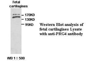 Image no. 1 for anti-Proteoglycan 4 (PRG4) antibody (ABIN791161) (Proteoglycan 4 anticorps)