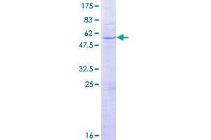 Image no. 1 for Granzyme H (Cathepsin G-Like 2, Protein H-CCPX) (GZMH) (AA 1-246) protein (GST tag) (ABIN1306266)