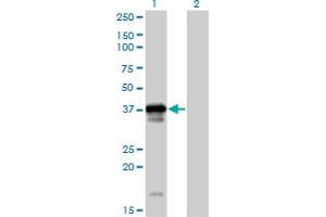 Western Blot analysis of OCIAD1 expression in transfected 293T cell line by OCIAD1 MaxPab polyclonal antibody. (OCIAD1 anticorps  (AA 1-245))