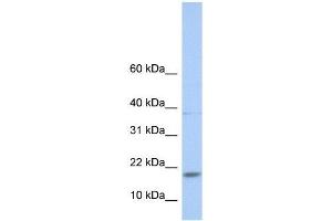 Western Blot showing MAX antibody used at a concentration of 1-2 ug/ml to detect its target protein. (MAX anticorps  (N-Term))