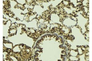 ABIN6268997 at 1/100 staining Mouse lung tissue by IHC-P. (SIAH2 anticorps  (C-Term))