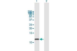 Western Blot analysis of GNGT2 expression in transfected 293T cell line by GNGT2 MaxPab polyclonal antibody. (GNGT2 anticorps  (AA 1-69))